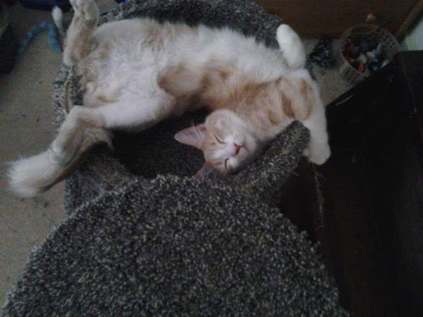 /Images/uploads/Humane Society of Utah/HSUCalendar/entries/1147thumb.jpg